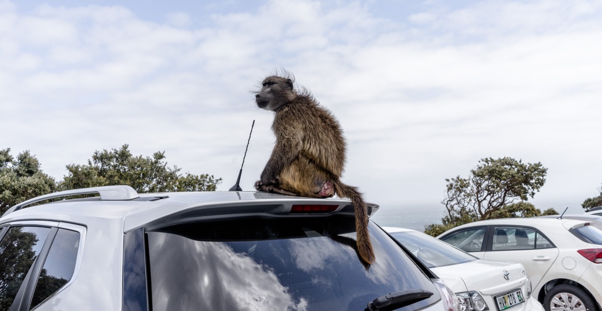 Ein fieser Pavian sitzt auf einem Autodach und späht nach Beute